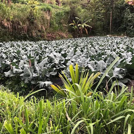 Buyan Lodge Lake View Villa