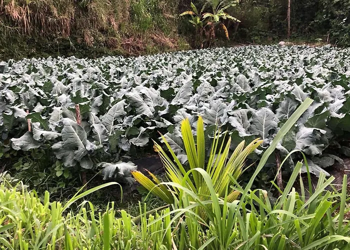 Villa Buyan View Bedugul (Bali)